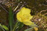 Bigfruit evening primrose